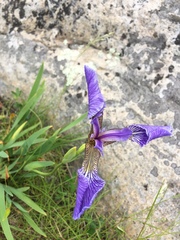 Iris hookeri