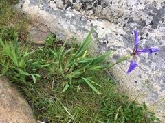 Iris hookeri