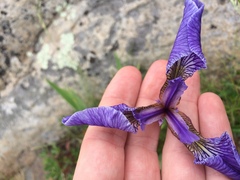 Iris hookeri