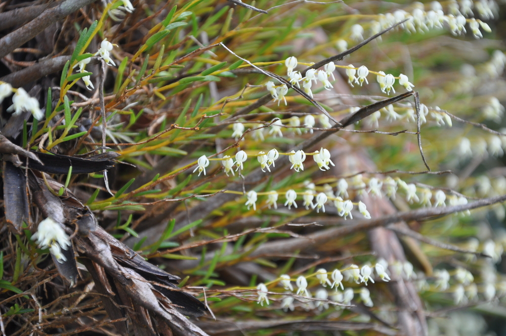 Epidendrum infundibulum Hágsater & E.Santiago