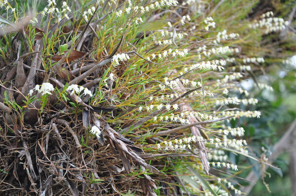 Epidendrum infundibulum Hágsater & E.Santiago 2