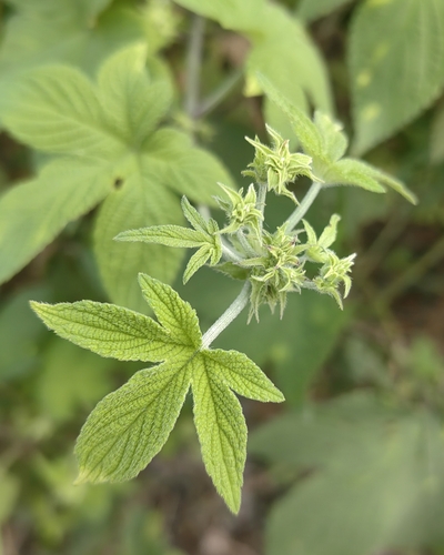 Japanese Hops