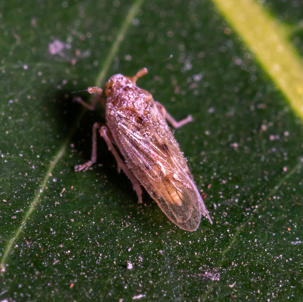 brown planthopper