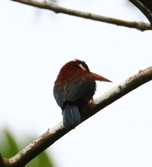 Galbalcyrhynchus leucotis