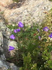 Campanula intercedens