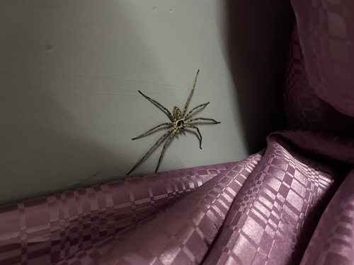Pantropical Huntsman Spider