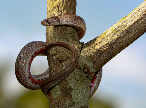 Deuve's Kukri Snake, Oligodon deuvei