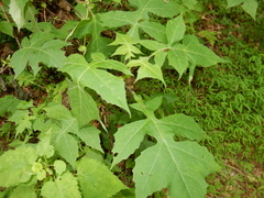 Smallanthus uvedalia