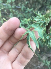 Berberis haematocarpa