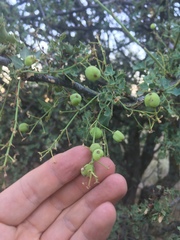 Berberis haematocarpa