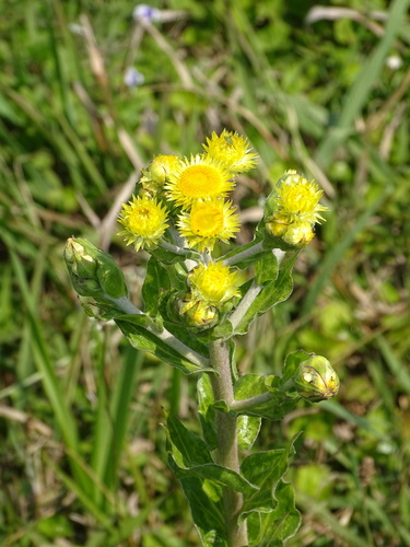 Image of Helichrysum ruderale by (c) Shaun Swanepoel, some rights reserved (CC BY)
