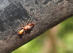 Myrmarachne formosana