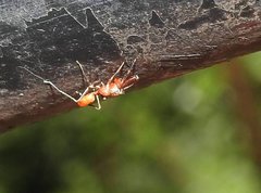 Myrmarachne formosana