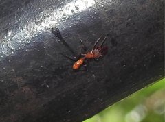 Myrmarachne formosana