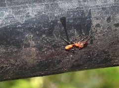 Myrmarachne formosana