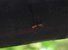 Myrmarachne formosana