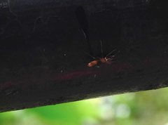 Myrmarachne formosana