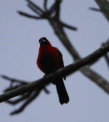 Ramphocelus nigrogularis