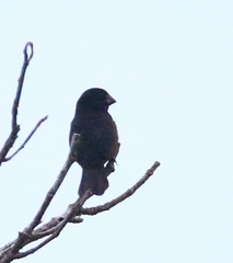 Sporophila angolensis