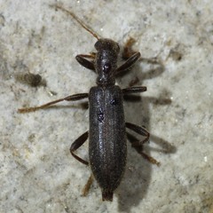 Cymatodera