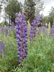 Lupinus mexicanus