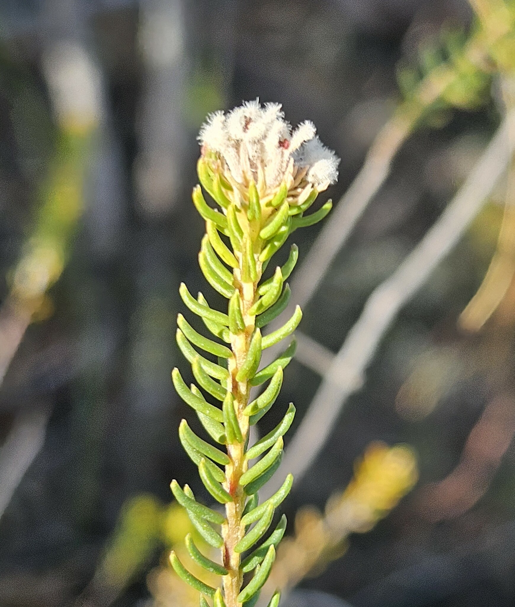 Gardenroute Hardleaf (Phylica abietina)