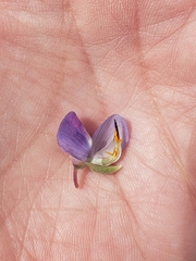 Lupinus mexicanus