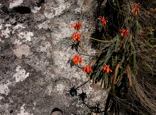 Aloe hazeliana