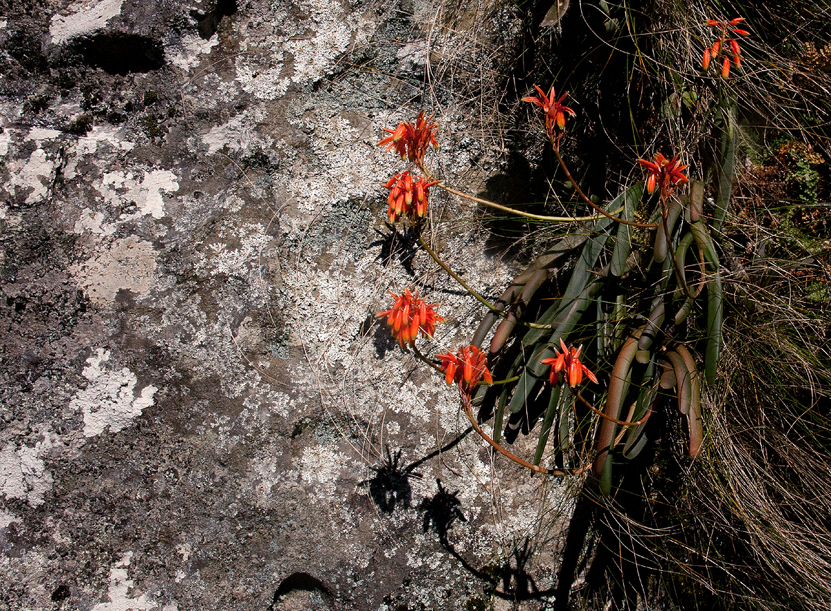 Aloe hazeliana var. howmanii