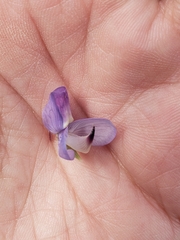 Lupinus mexicanus