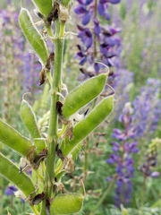 Lupinus mexicanus