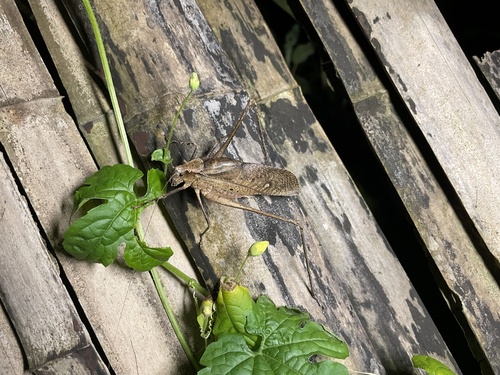 Mecopoda niponensis