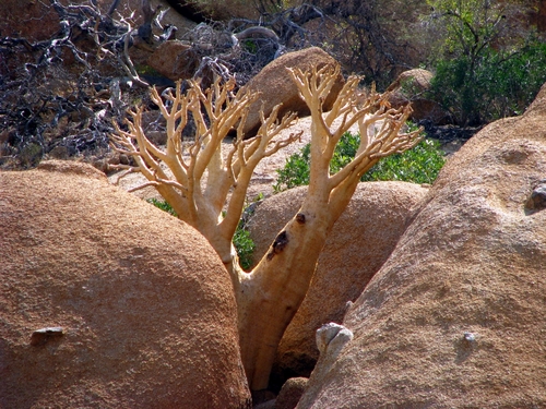 Cyphostemma currorii