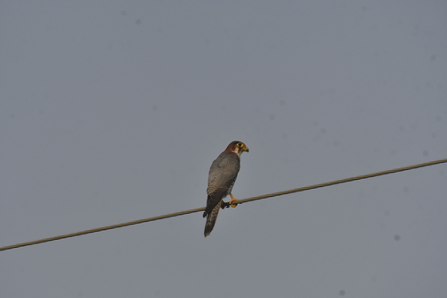 Red-necked Falcon