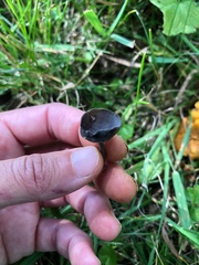 Helvella corium