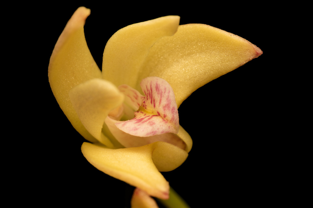 Dendrobium gracilicaule F.Muell. 2