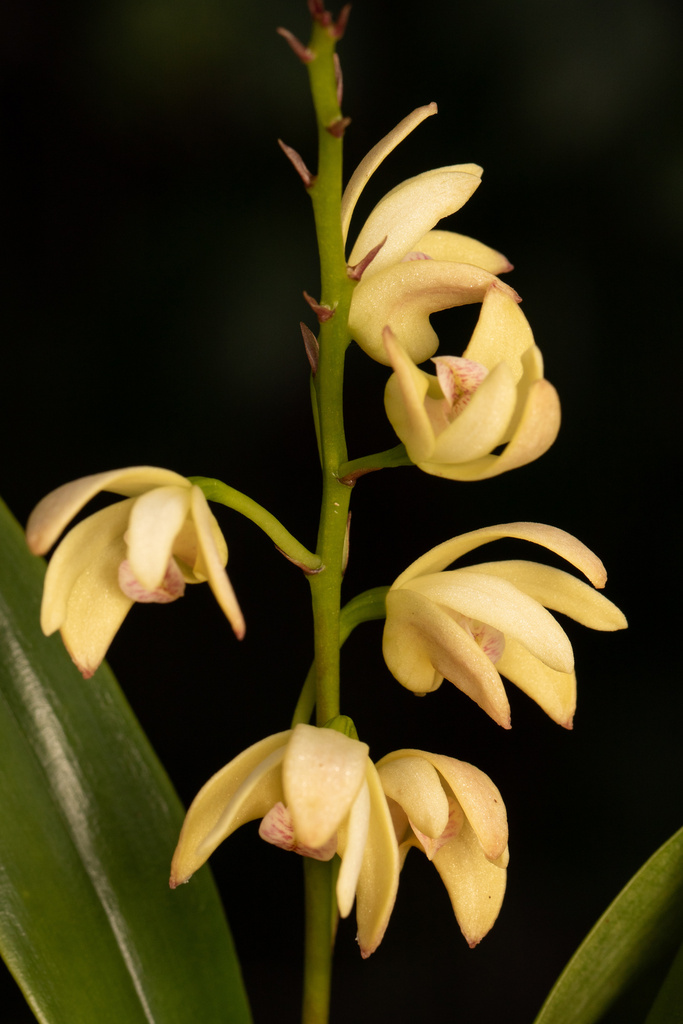 Dendrobium gracilicaule F.Muell. 3