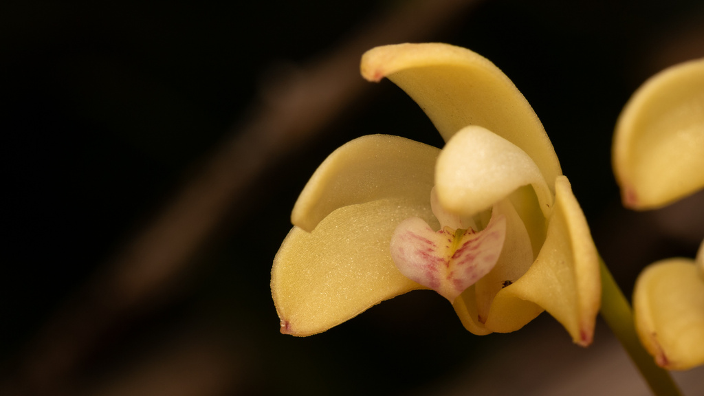 Dendrobium gracilicaule F.Muell. 4