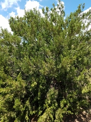 Juniperus pinchotii