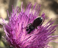 Megachile montivaga