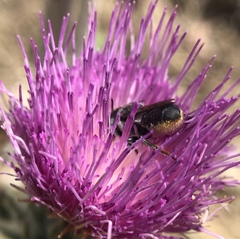 Megachile montivaga