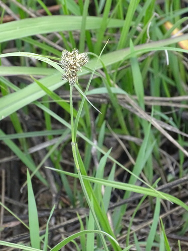 Image of Fuirena pubescens by (c) Shaun Swanepoel, some rights reserved (CC BY)