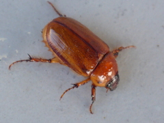Cyclocephala pasadenae