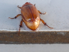 Cyclocephala pasadenae