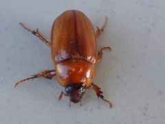 Cyclocephala pasadenae