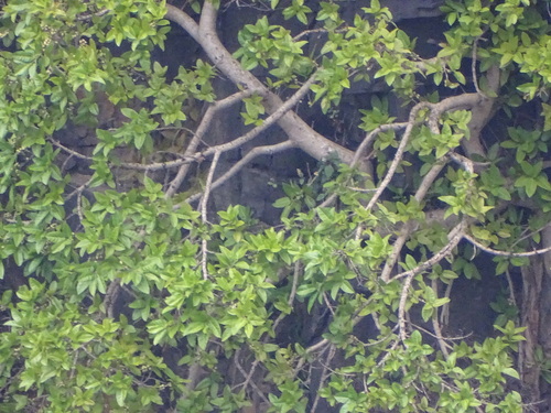 Image of Ficus ingens by (c) Shaun Swanepoel, some rights reserved (CC BY)