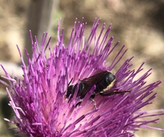 Megachile montivaga