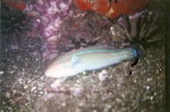 Halichoeres dispilus