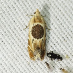 Battaristis cyclella