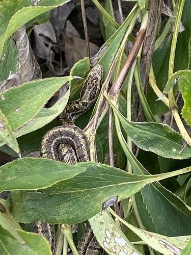Steppe Ratsnake